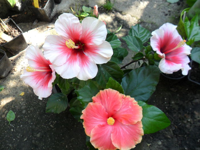 Picture 235 - talmes-balmes2014