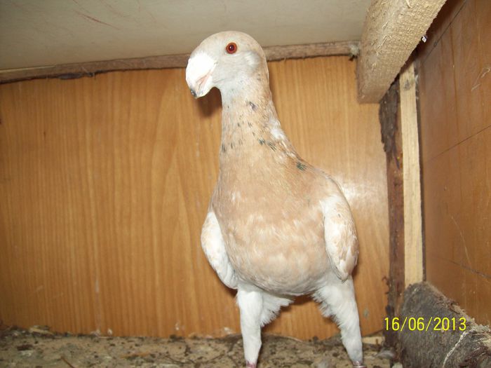 VANDUT