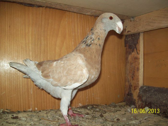 VANDUT