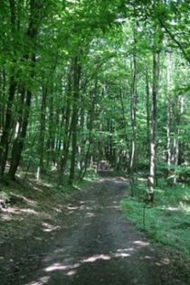 pleaca spre padure unde vor campa~ - Epii 10 _ A camping journey