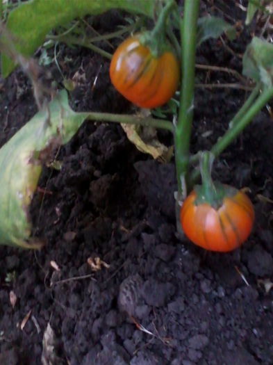 vinete turkish orange - a-a GRADINA DE LEGUME-2014