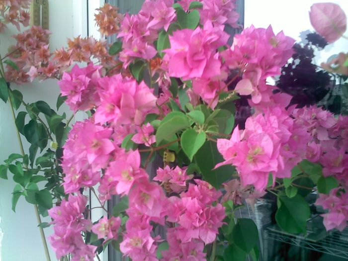 Pic_0820_271 - BOUGAINVILLEA       august - septembrie 2014