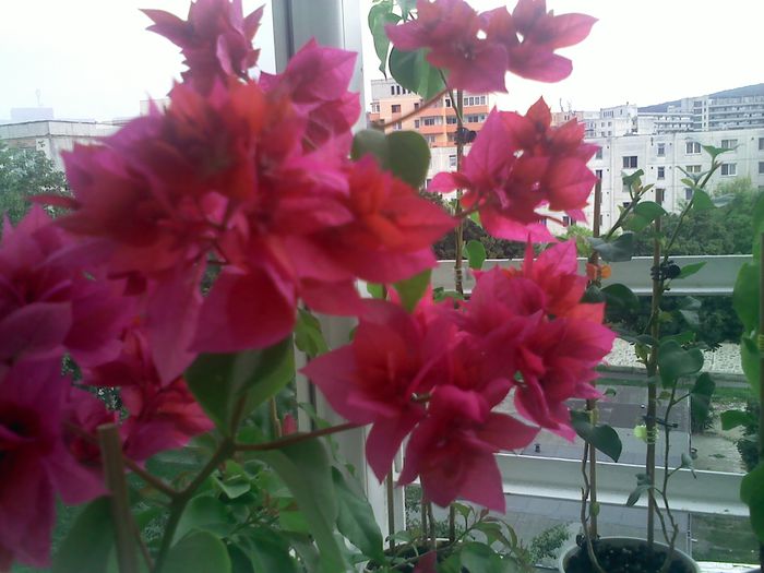 Pic_0820_275 - BOUGAINVILLEA       august - septembrie 2014