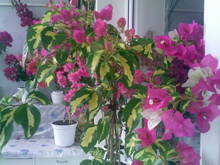 Pic_0820_286 - BOUGAINVILLEA       august - septembrie 2014