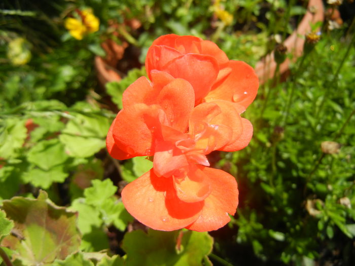 Red-Orange Geranium (2014, June 24) - ZONAL Geraniums