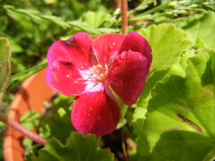 Red Geranium (2014, June 24)