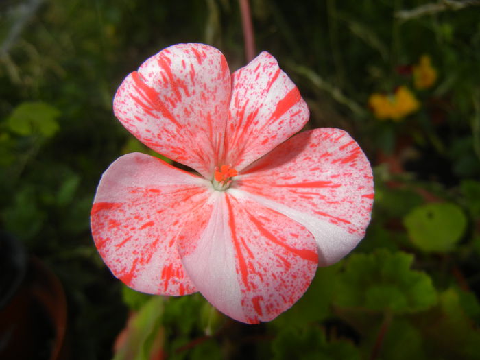 Red & White Geranium (2014, June 27)