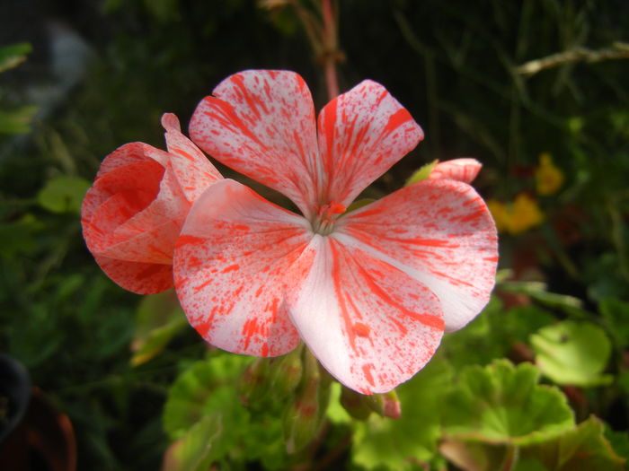 Red & White Geranium (2014, June 28)