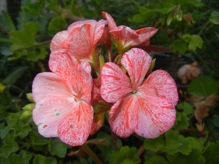 Red & White Geranium (2014, July 07) - ZONAL Geraniums