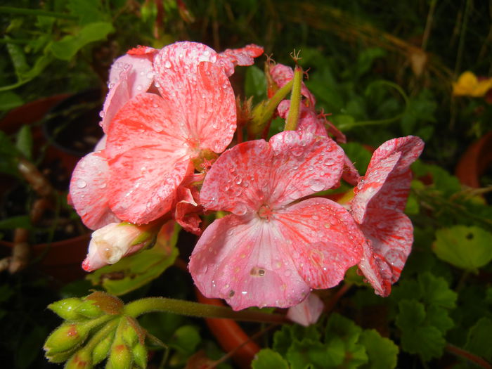 Red & White Geranium (2014, July 08) - ZONAL Geraniums