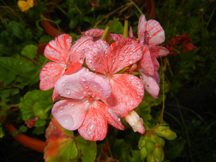 Red & White Geranium (2014, July 08) - ZONAL Geraniums