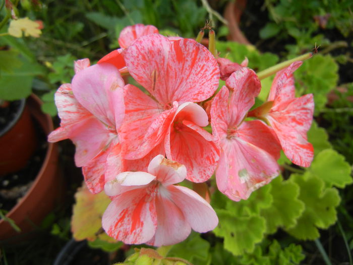 Red & White Geranium (2014, July 10) - ZONAL Geraniums