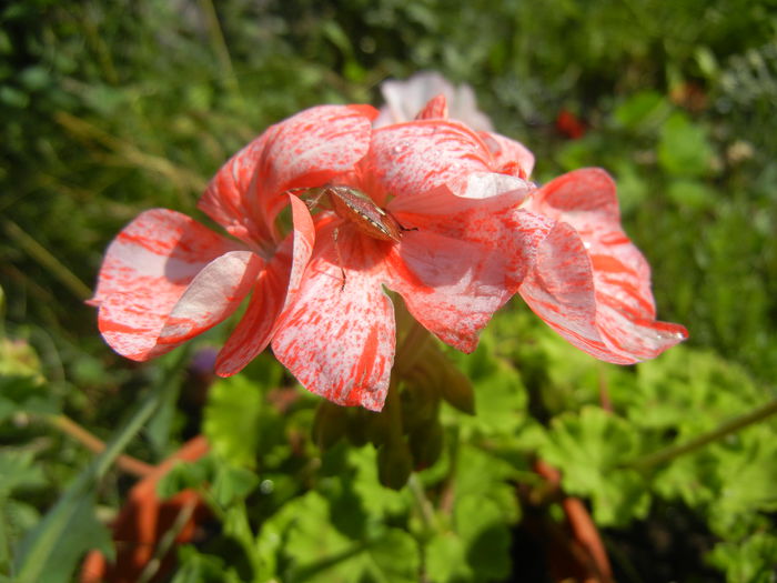 Red & White Geranium (2014, July 19)