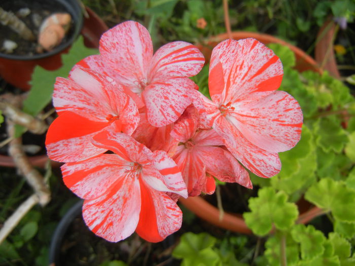 Red & White Geranium (2014, July 21)
