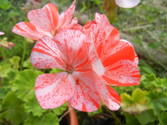 Red & White Geranium (2014, July 21)