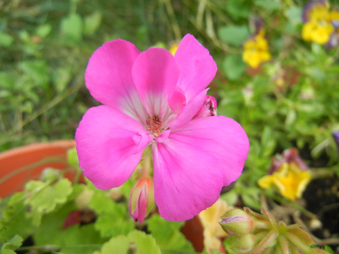Pink Geranium (2014, July 21)