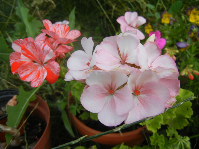 Geraniums_Muscate (2014, July 21)