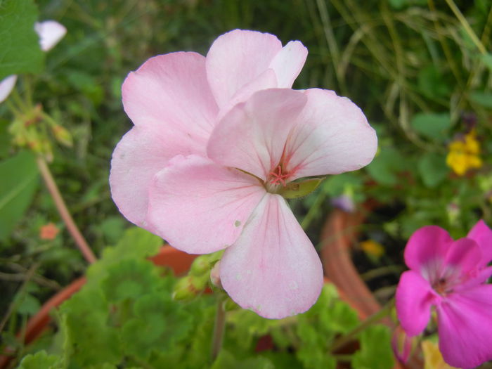 Light Pink Geranium (2014, July 21)