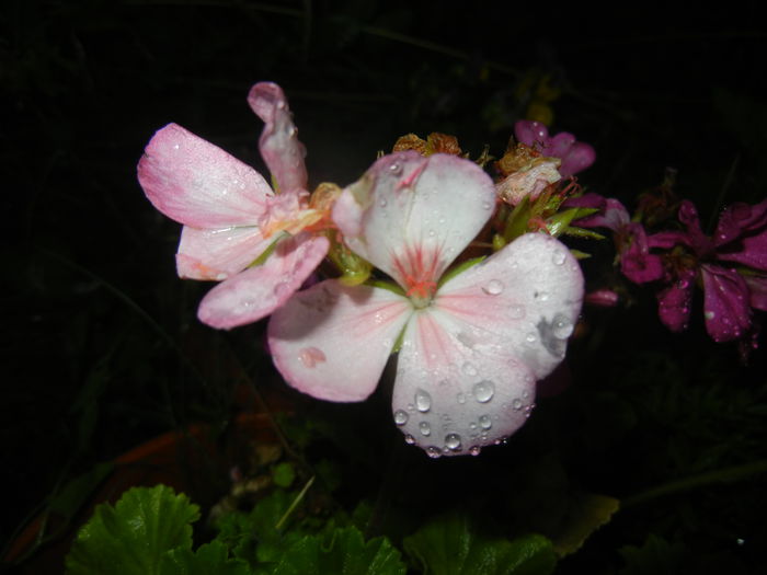 Light Pink Geranium (2014, July 31)