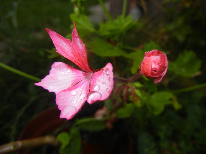 Pink Stellar Geranium (2014, July 08)