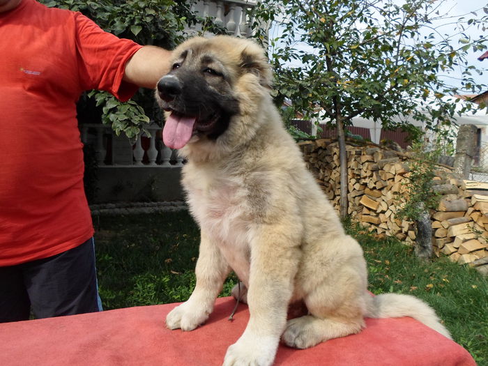 Mascul 3,5 ani
