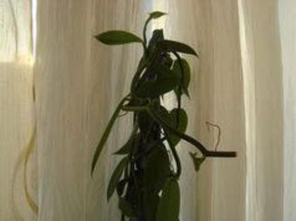 a crescut - Vanilla planifolia