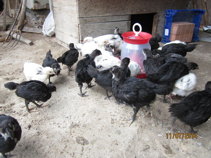 pui australorp si sussex