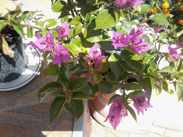 20140821_131243 - multumesc Aurelia44