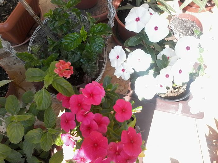 20140821_131341 - Vinca 2014-2015