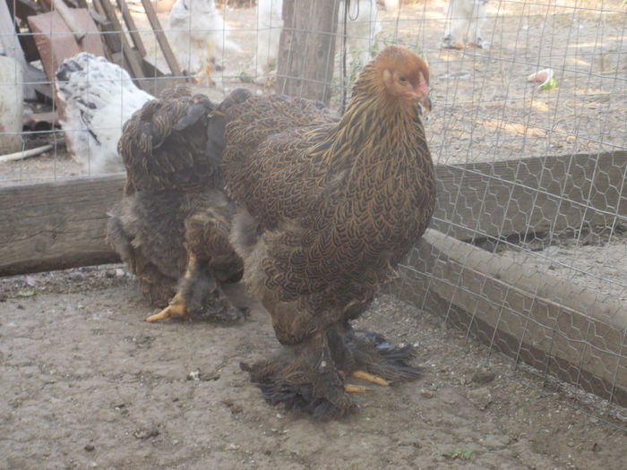 P8190942 - Puicute brahma potarnichiu tineret 2014