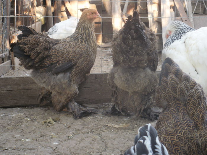 P8190943 - Puicute brahma potarnichiu tineret 2014