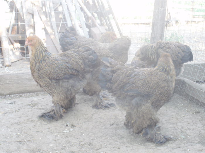 P8190955 - Puicute brahma potarnichiu tineret 2014