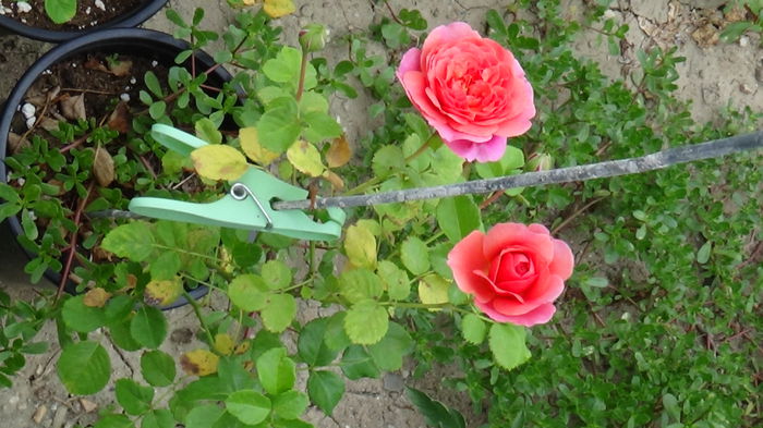DSC01028 - 0 Trandafiri la ghiveci