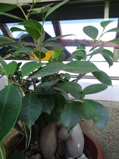 ficus - plante verzi decorative frunza