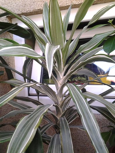 dracena - plante verzi decorative frunza