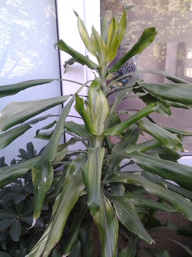 dracena - plante verzi decorative frunza