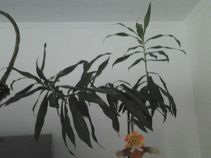 dracena bambus - plante verzi decorative frunza