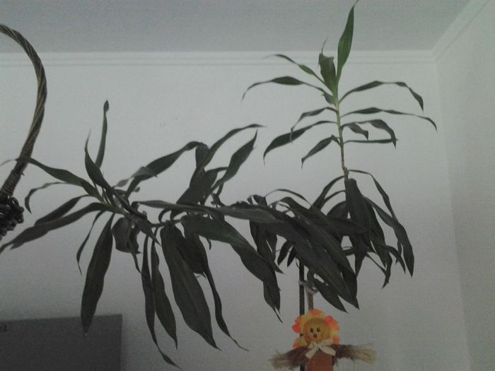 dracena bambus