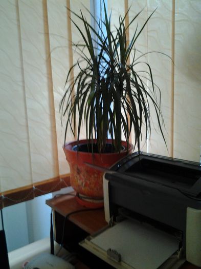 dracena