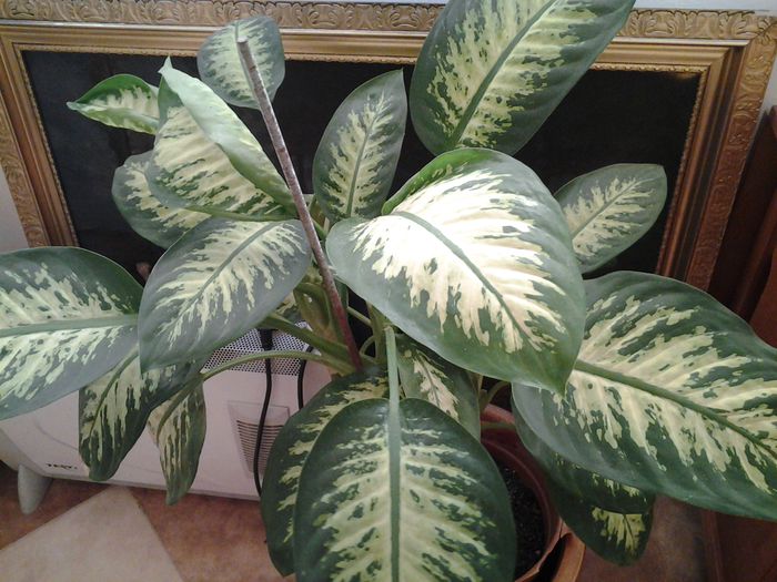 difebanchia - plante verzi decorative frunza
