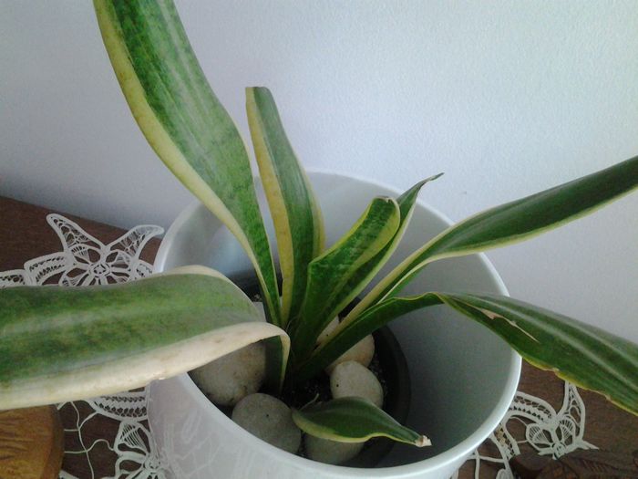 sanseveria twist