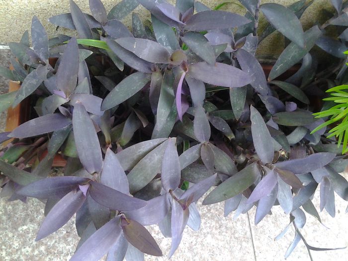 setcreasea purpurie[sarantoaca]