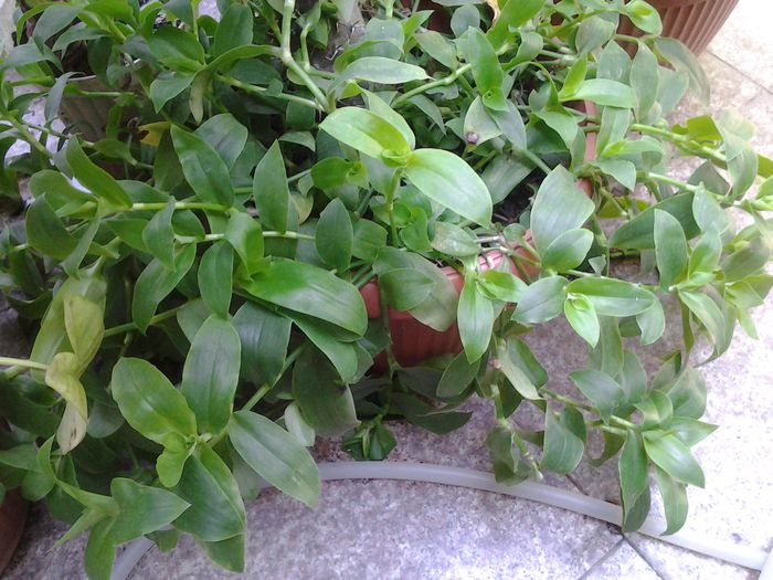 tradescentia comuna - plante verzi decorative frunza