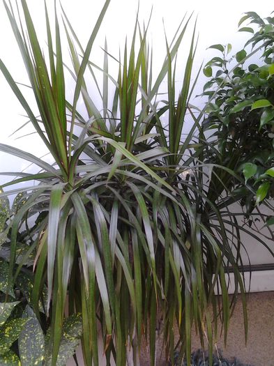20140820_151517 - plante verzi decorative frunza