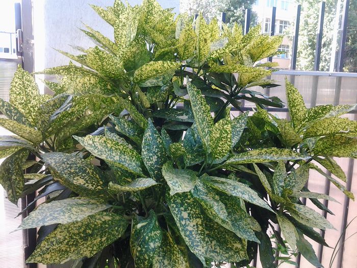 aucuba japonica /pomul de aur - plante verzi decorative frunza