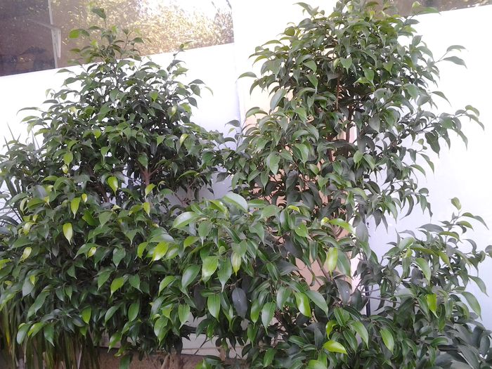ficusi benjamini - plante verzi decorative frunza