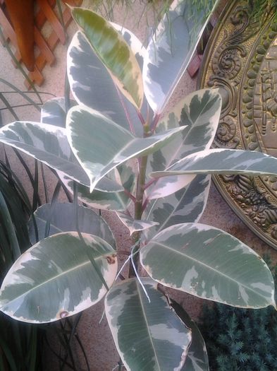 ficus elastica daescheri - plante verzi decorative frunza