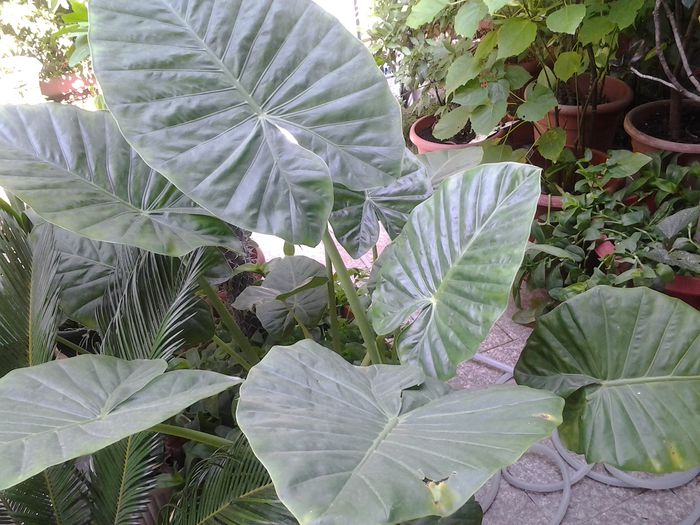 colocazii - plante verzi decorative frunza