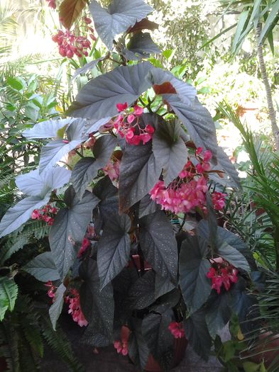 begonia plaman - plante verzi decorative frunza