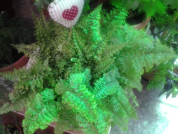 asparagus - plante verzi decorative frunza